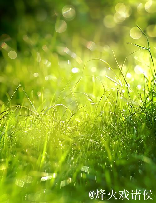 青青青青青草的诗意芬芳与自然之美 青青青青青草的诗意芬芳与自然之美